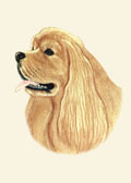 Cocker Spaniel